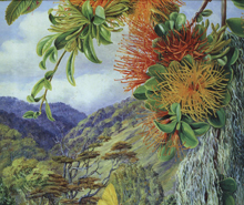 "Chilean flora trough the eyes of Marianne North"