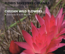 Flores silvestres chilenas